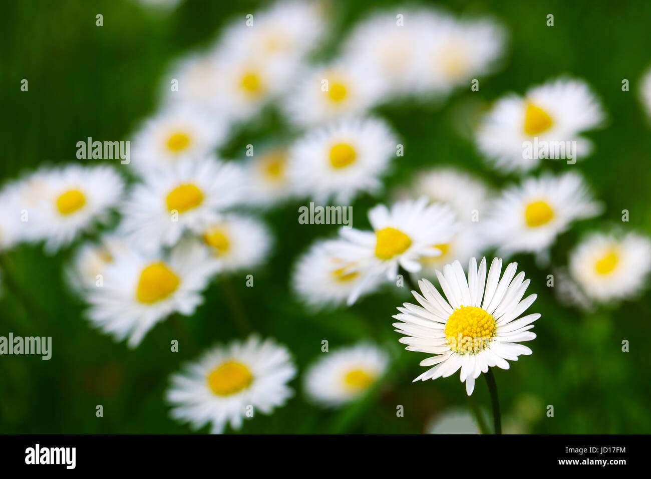 cluster of daisies in the meadow Stock Photo