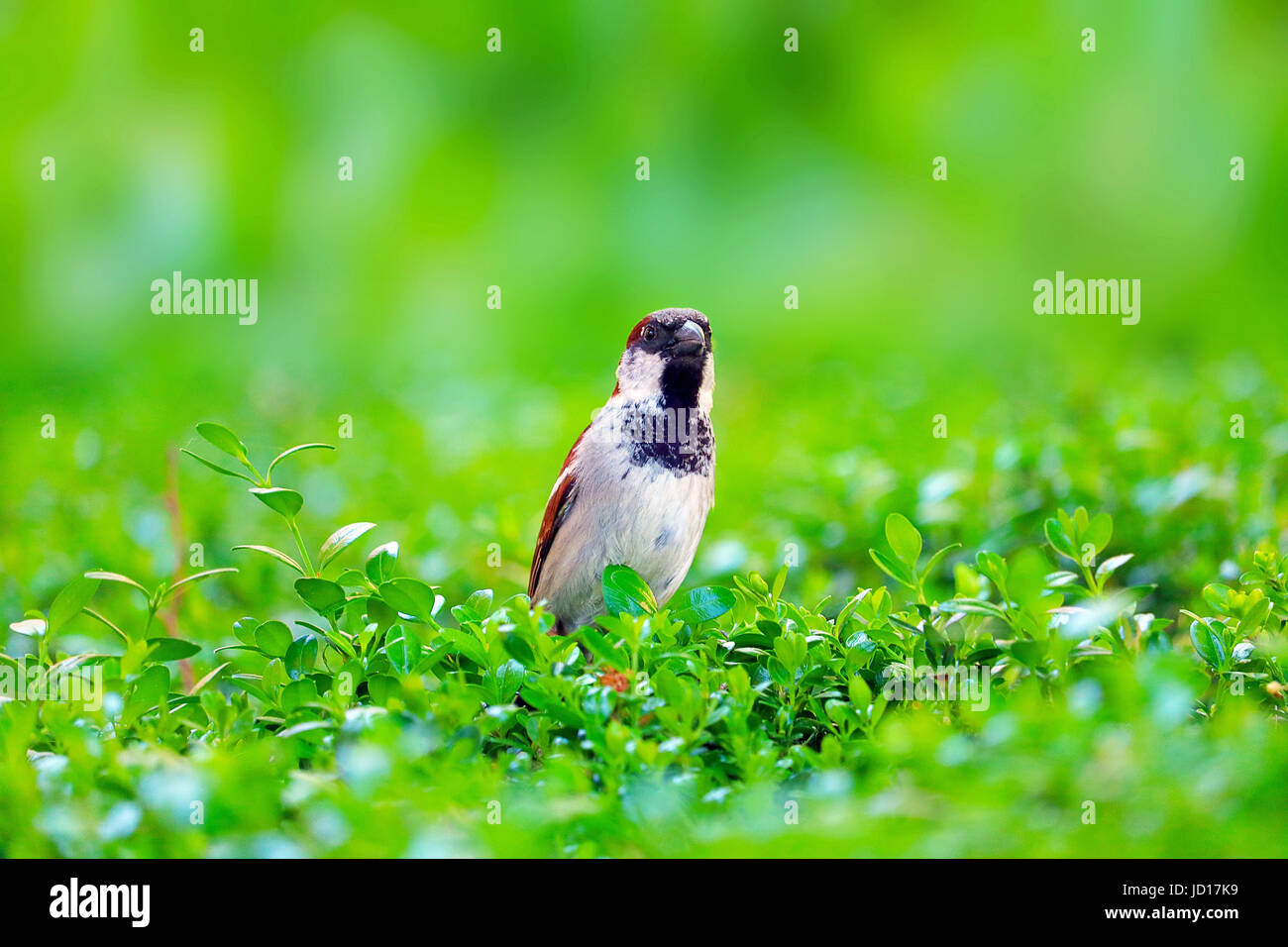 curious little male house sparrow sitting in the green in an urban park in berlin Stock Photo