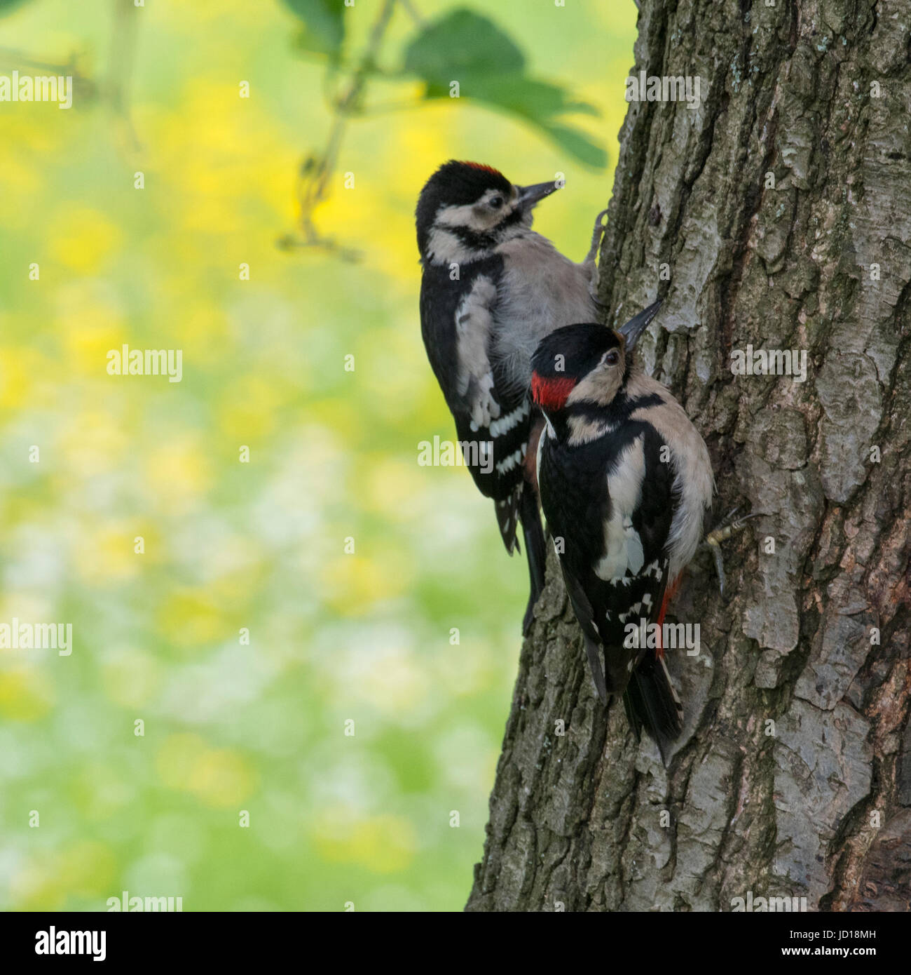 Great Spotted Woodpeckers Stock Photo
