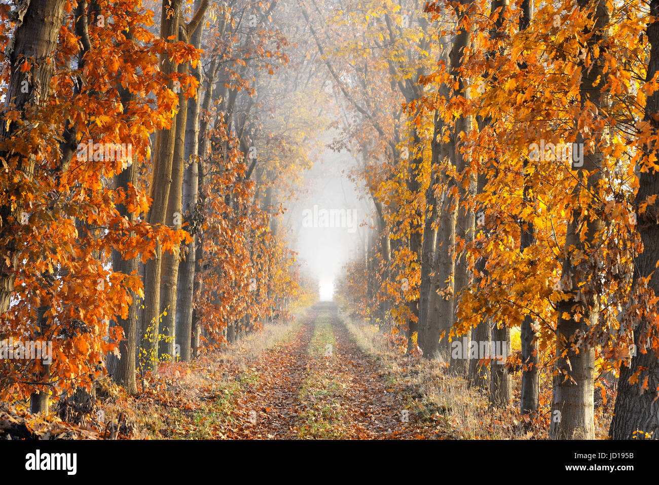 A lane with fallen leaves on the ground bordered by trees in autumn colors showing great perspective and ending in the fog. Stock Photo