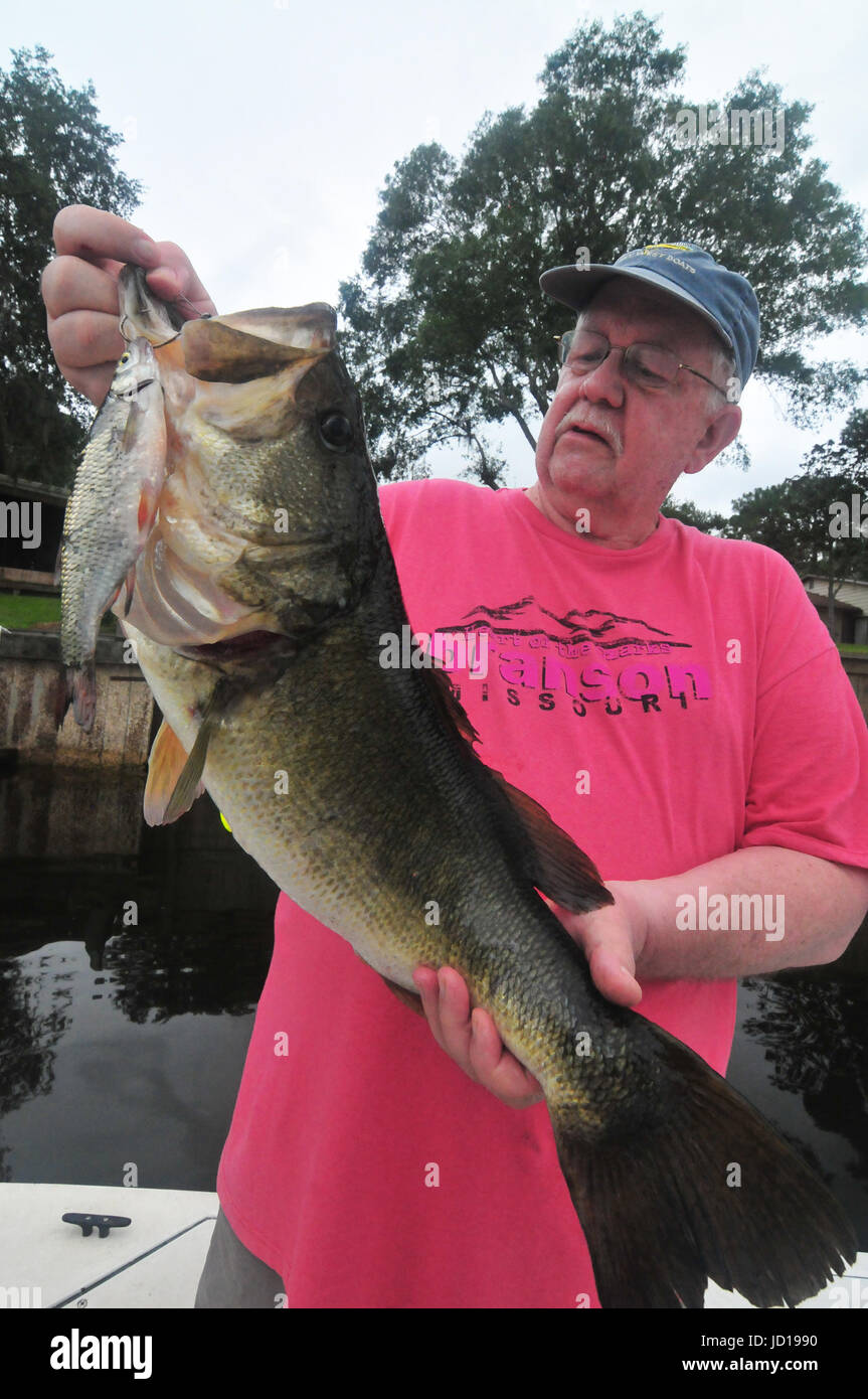 Giant largemouth bass grow big in Florida's St. Johns River and