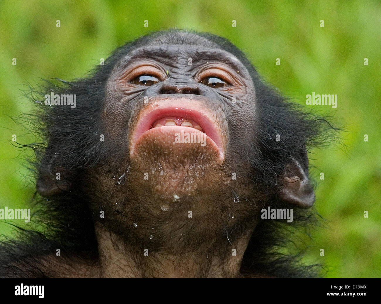 Portrait of bonobos. Close-up. Democratic Republic of Congo. Lola Ya BONOBO National Park. An excellent illustration. Stock Photo