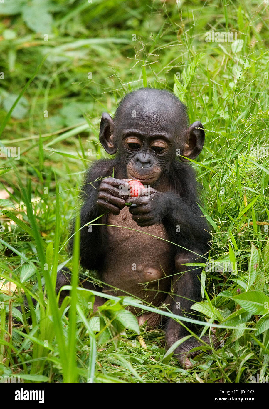 A baby bonobo is eating something.. Democratic Republic of Congo. Lola Ya BONOBO National Park. Stock Photo