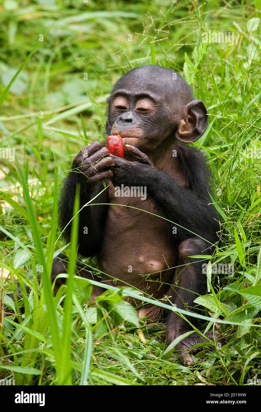 A baby bonobo is eating something.. Democratic Republic of Congo. Lola Ya BONOBO National Park. Stock Photo