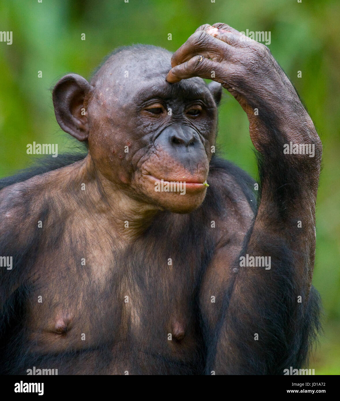 Portrait of bonobos. Close-up. Democratic Republic of Congo. Lola Ya BONOBO National Park. Stock Photo