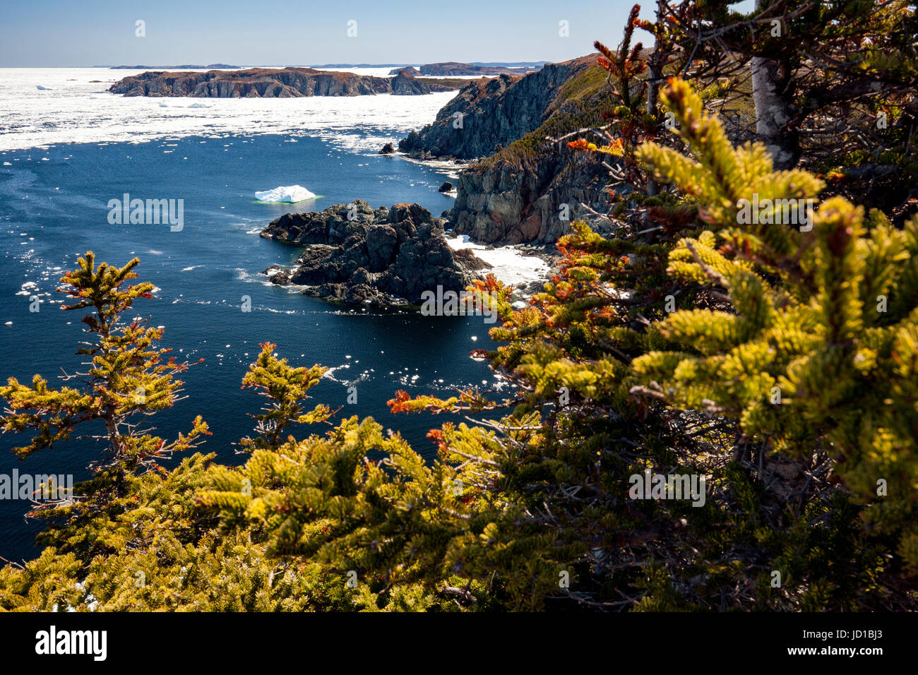 Rugged Coastal Landscape Crow Head, Twillingate, Newfoundland, Canada