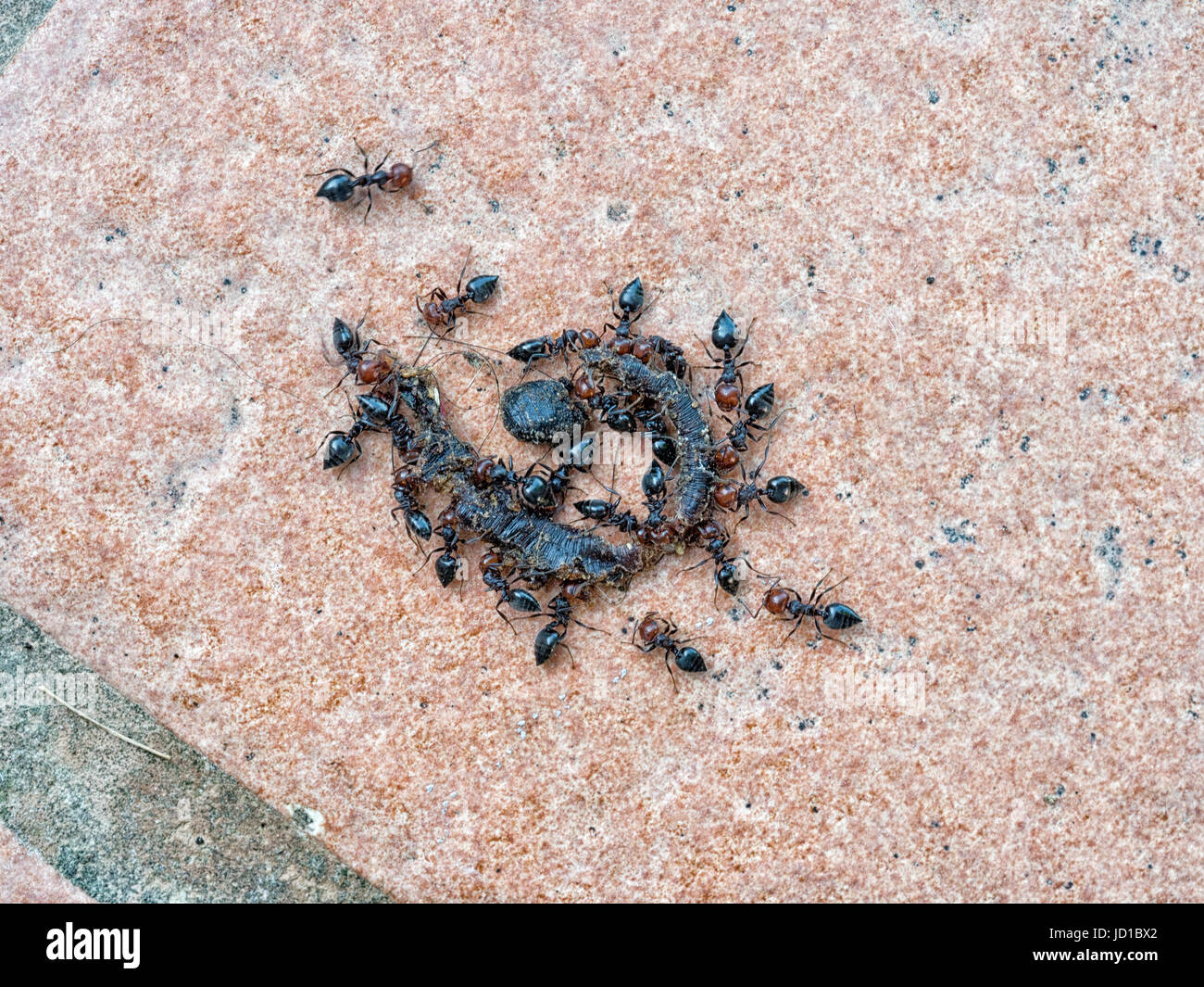 Ants foraging, scavenging on body of dead worm. Nature's cleanup. Stock Photo