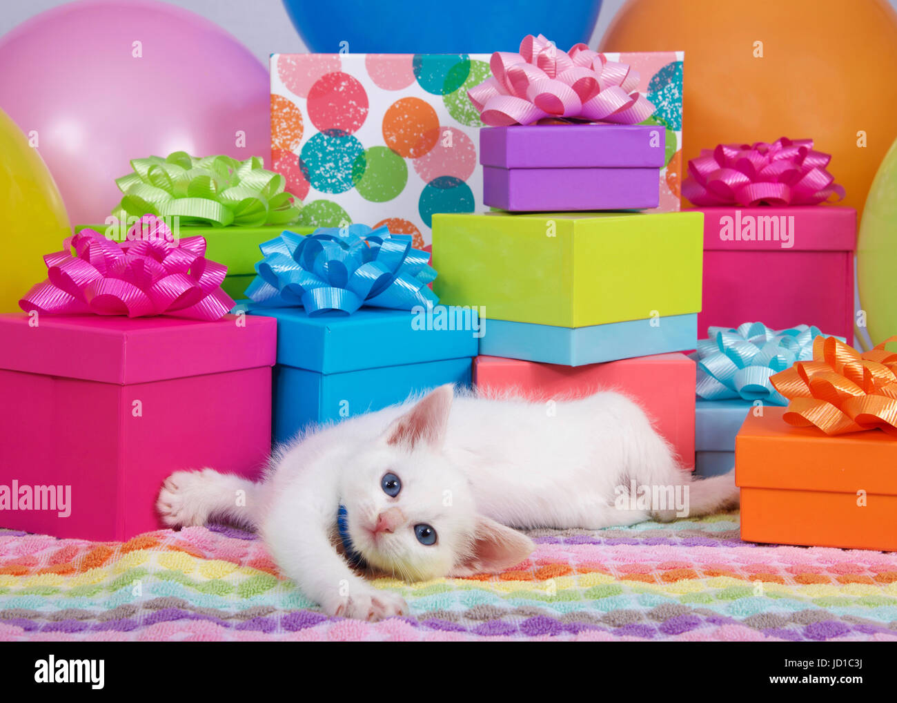 One fluffy white blue eyed kitten laying down playing in front of a pile of brightly colored birthday presents and balloons. Stock Photo