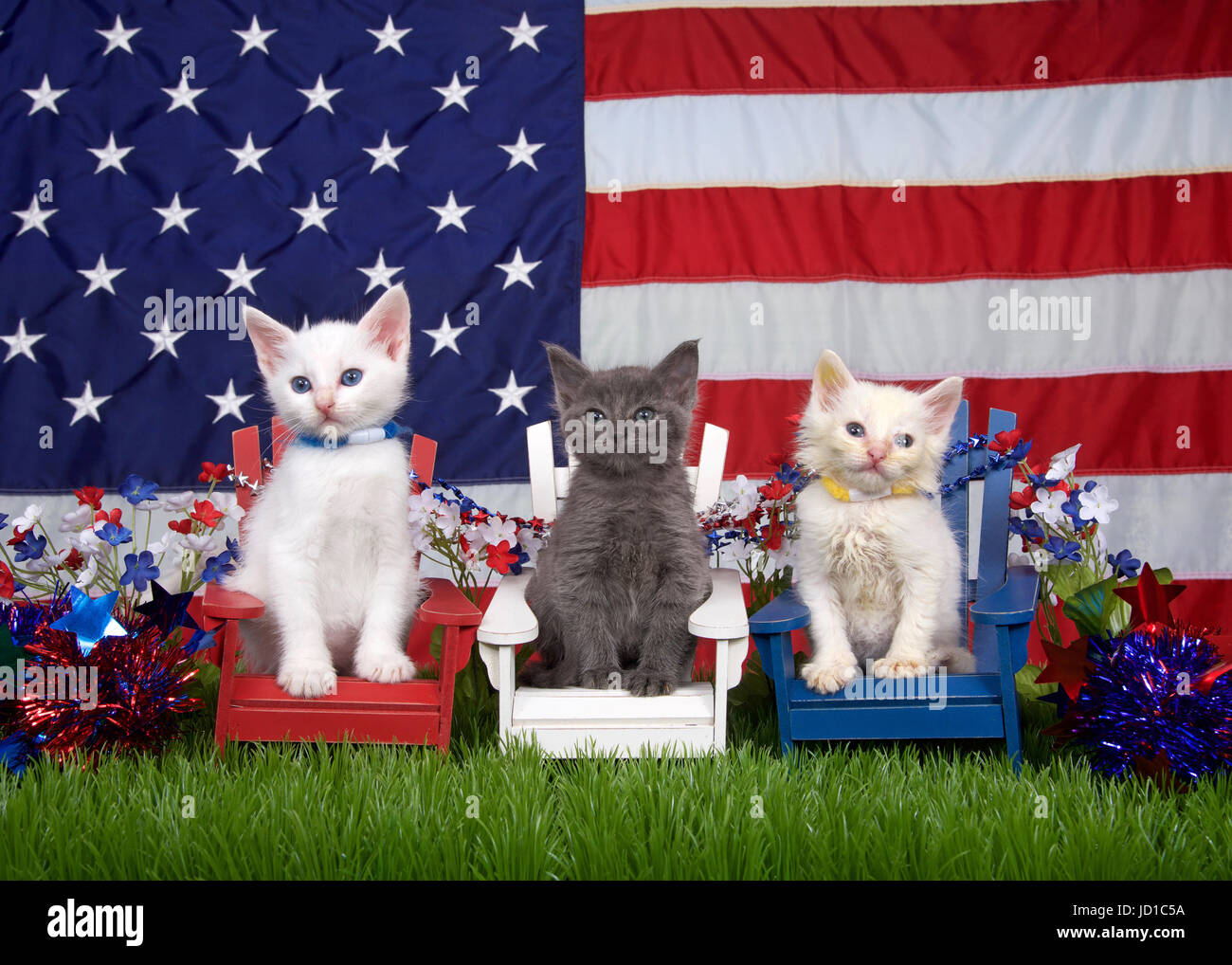Two fluffy white kittens and one gray sitting in red white and blue chairs on green grass with american flag in the background. holiday family fun, re Stock Photo