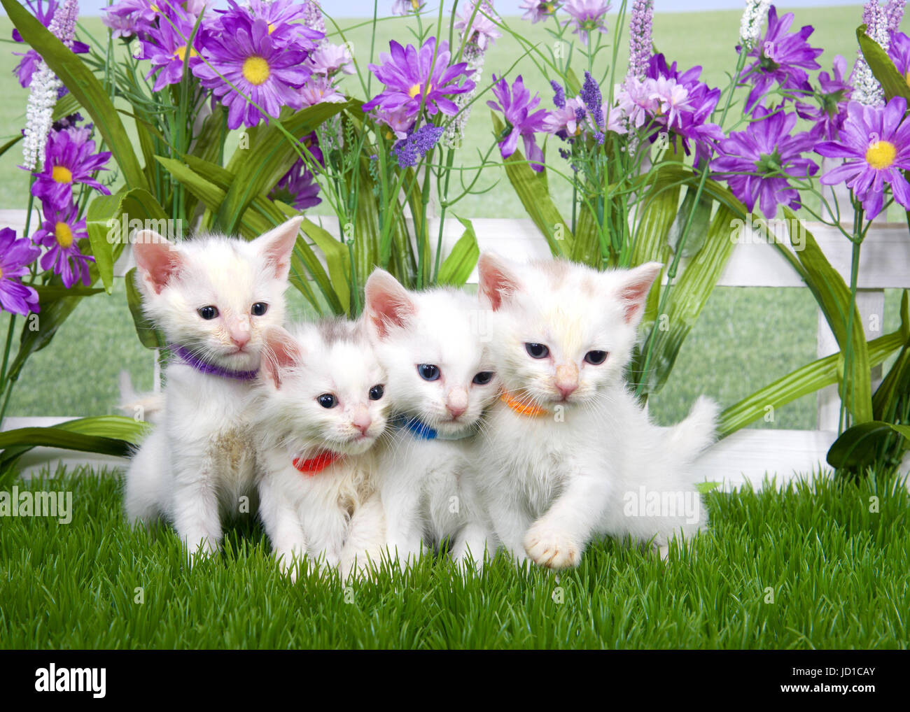 tiny kitten collars