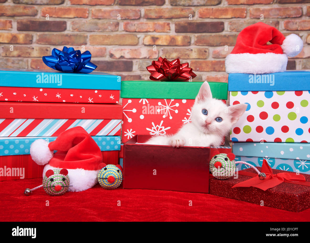 Adorable fluffy white kitten laying in a red box with christmas presents piled all around, santa hats and toy mice on red fuzzy carpet with brick wall Stock Photo