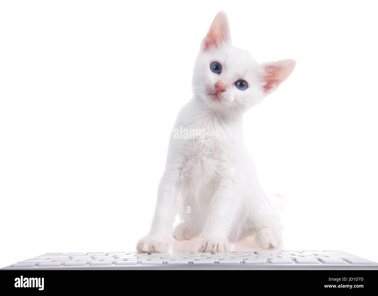One fluffy white kitten with pretty blue eyes sitting on a white surface with computer keyboard in front of him isolated on white background. Stock Photo