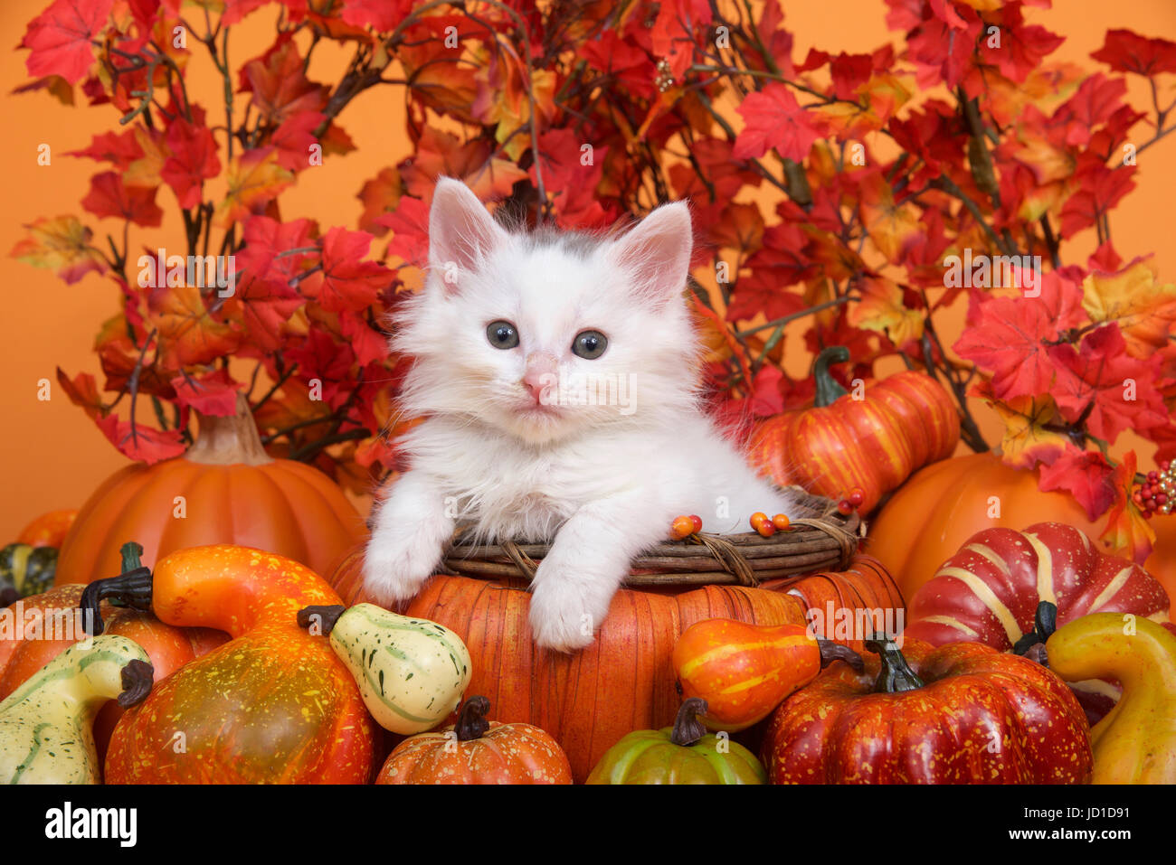 Small white kitten laying in an orange pumpkin shaped basket surrounded by gourds pumpkins and squash with fall leaves and orange background. Fun fall Stock Photo