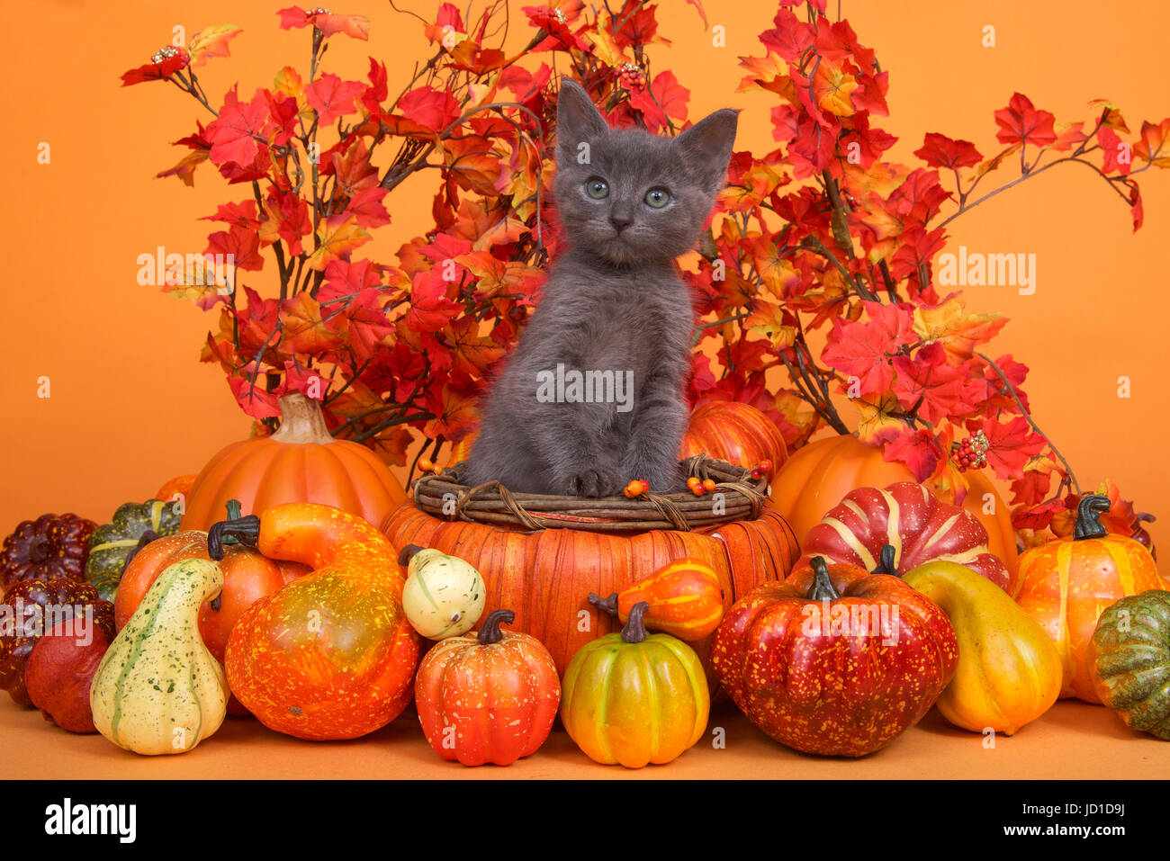 Small gray kitten standing in an orange pumpkin shaped basket surrounded by gourds pumpkins and squash with fall leaves and orange background. Fun fal Stock Photo