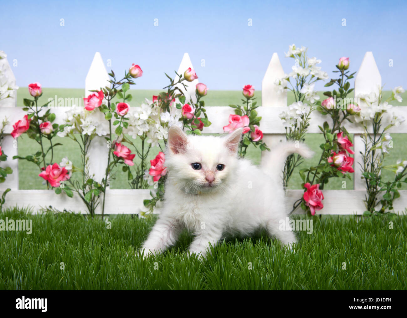 Small fluffy white kitten standing in green grass, white picket fence with pink roses and white flowers behind, lawn continues in background to skylin Stock Photo