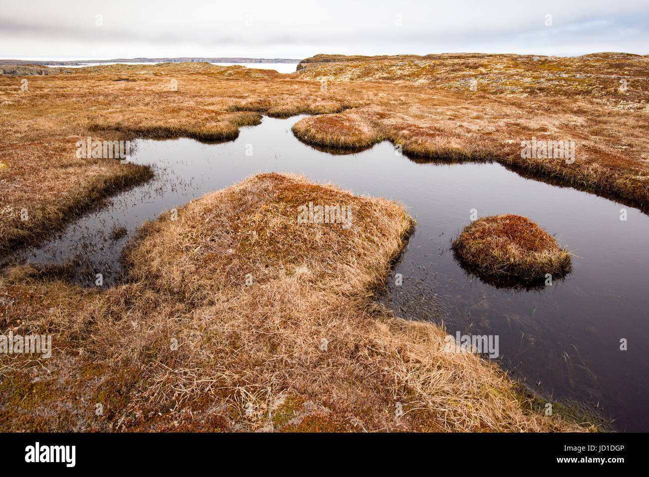 Barren grassy landscape at Spillars Cove, near Bonavista, Cape Bonavista Peninsula, Newfoundland, Canada Stock Photo
