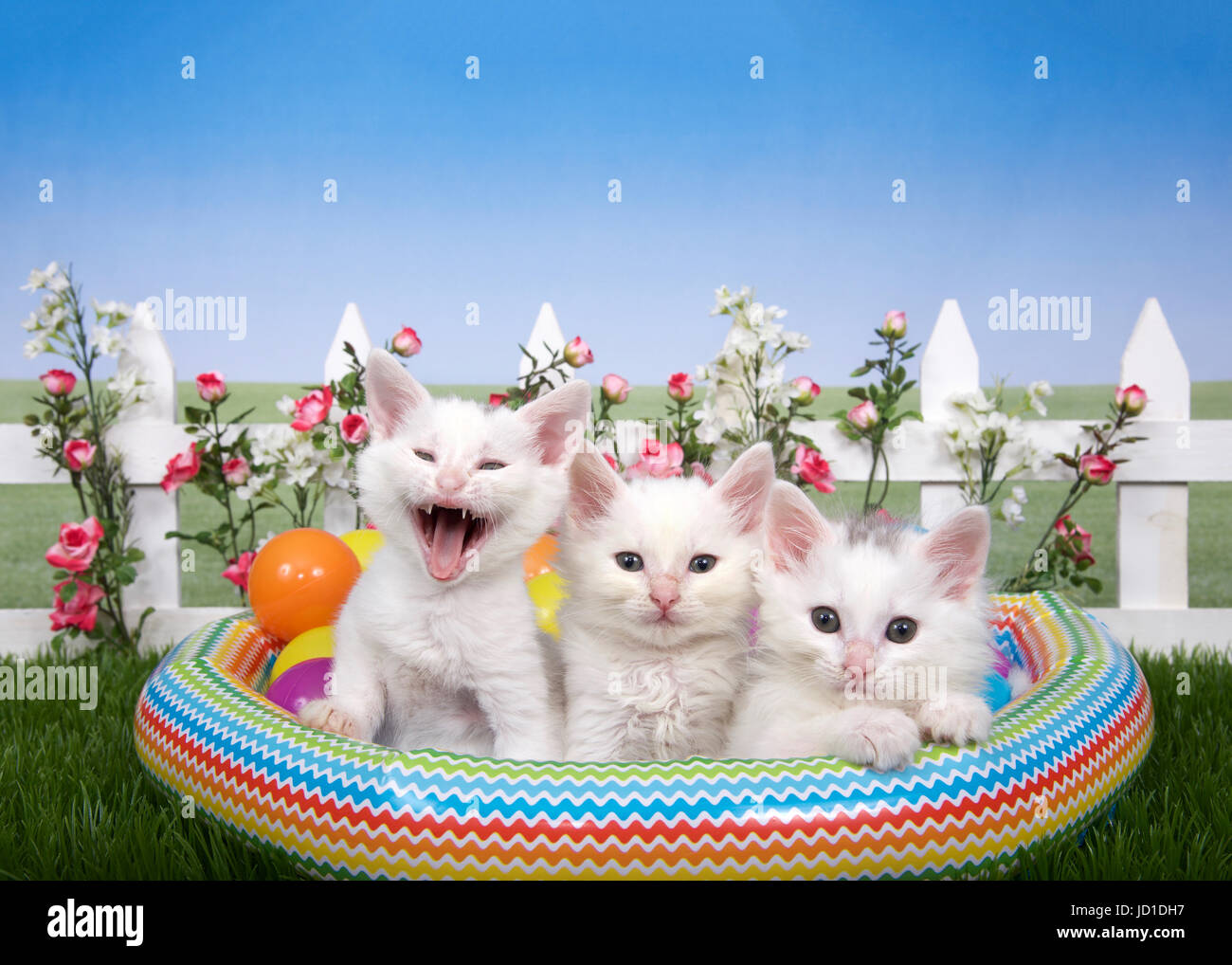 Three fluffy white kittens sitting in a plastic blow up pool with