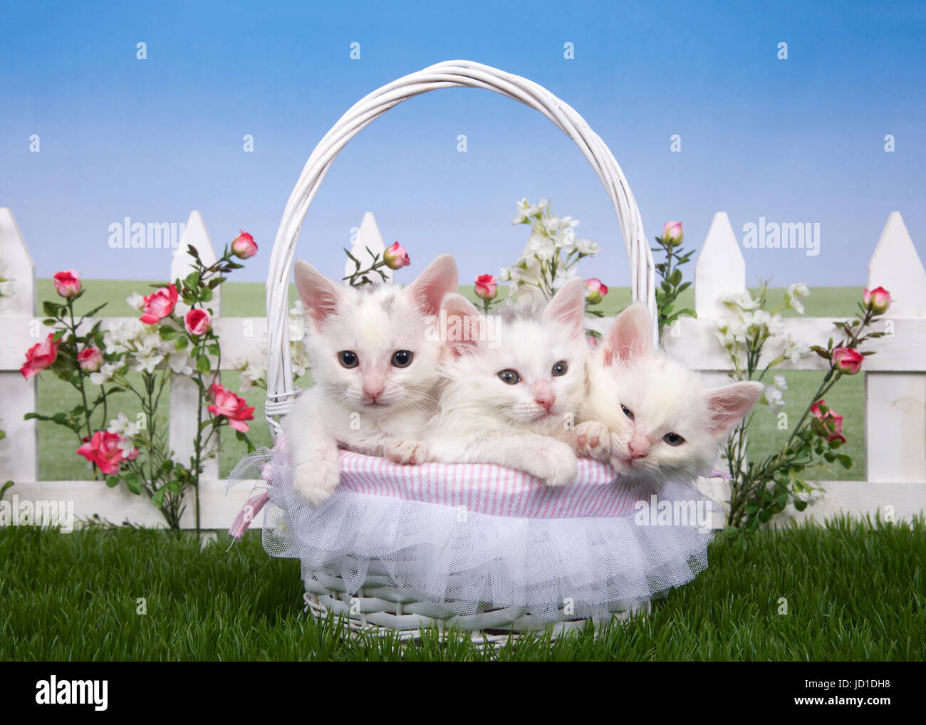 Three fluffy white kittens sitting in a white wicker basket ...