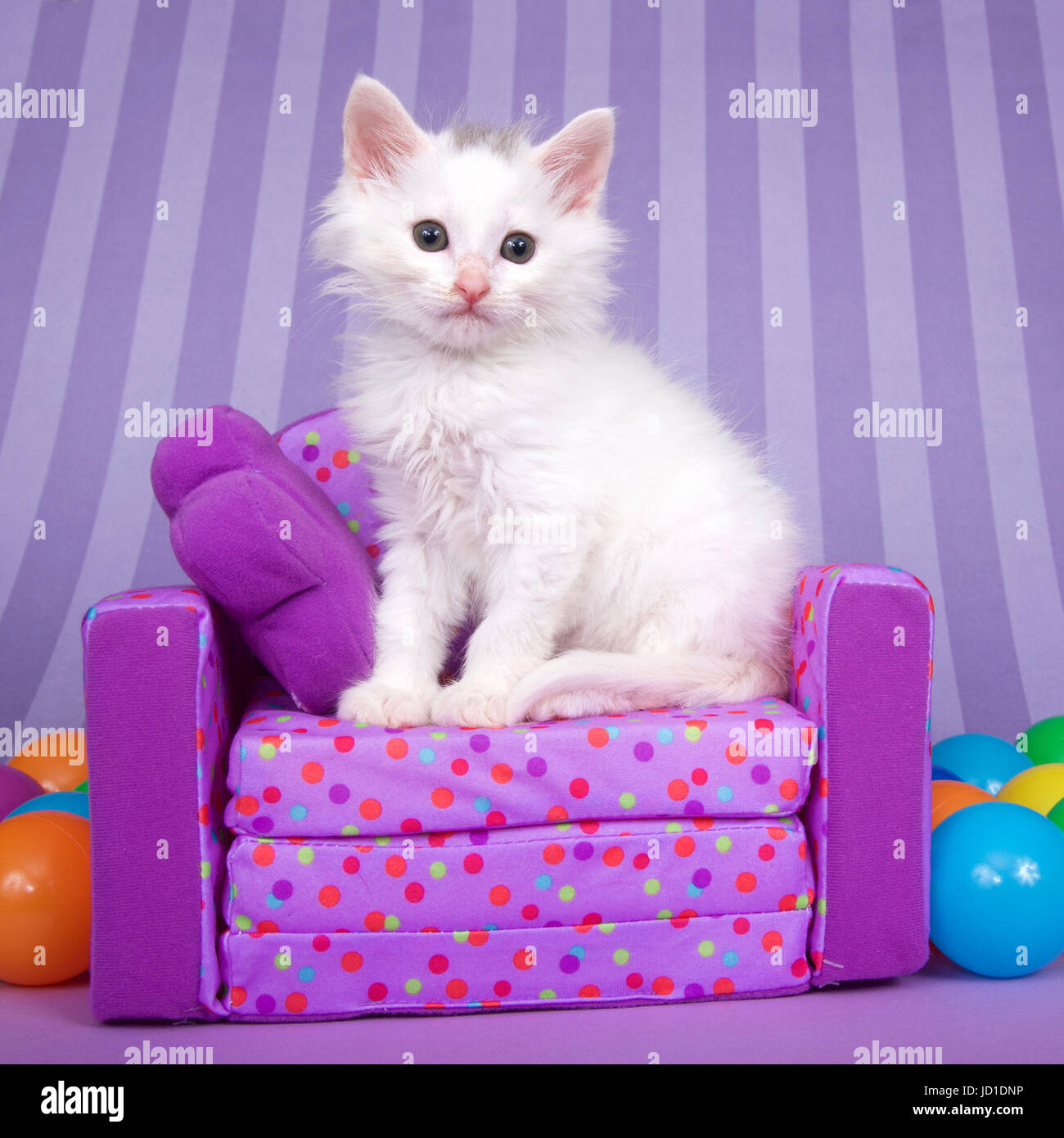 Small white kitten sitting on a small sofa love seat surrounded by ...