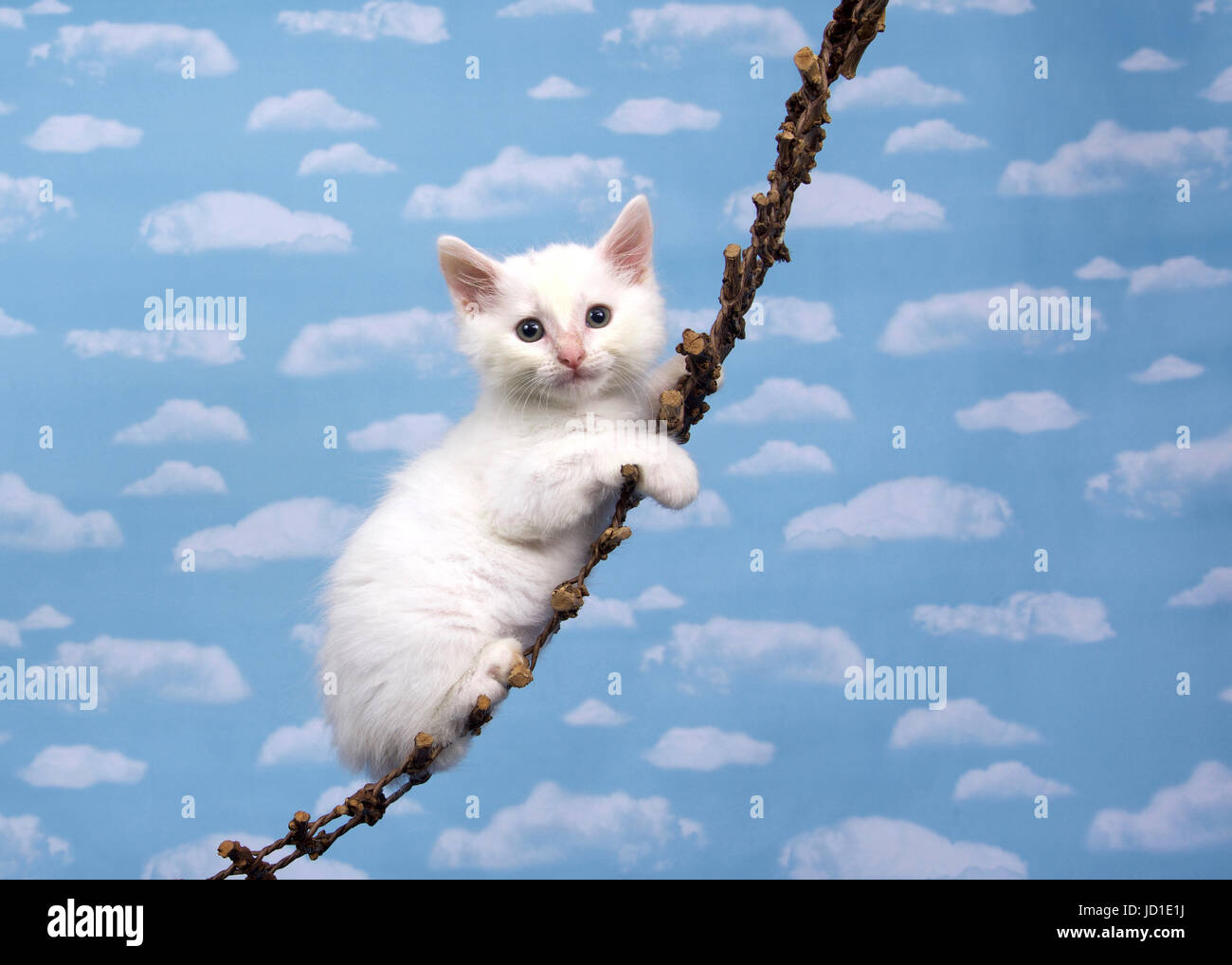 One small white kitten on a wood hanging ladder looking directly at viewer, sky background with many white fluffy clouds. Stock Photo