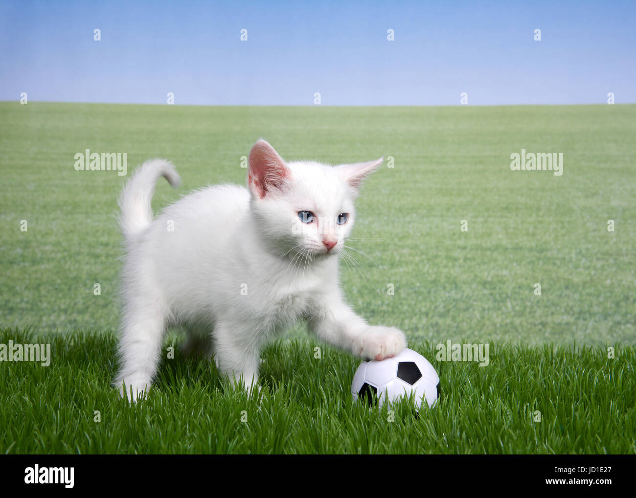 One white kitten with a miniature soccer ball playing in green grass, paw  on ball, field of grass behind to skyline. Fun sports theme with animals  Stock Photo - Alamy