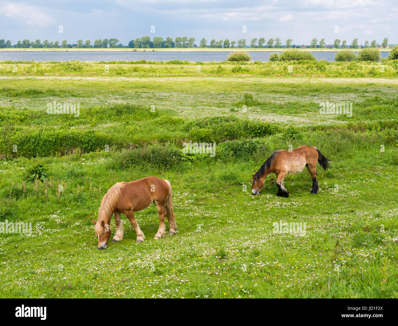Two horses grazing on grassland with flowers in spring on Tiengemeten island in Haringvliet estuary, South Holland, Netherlands Stock Photo