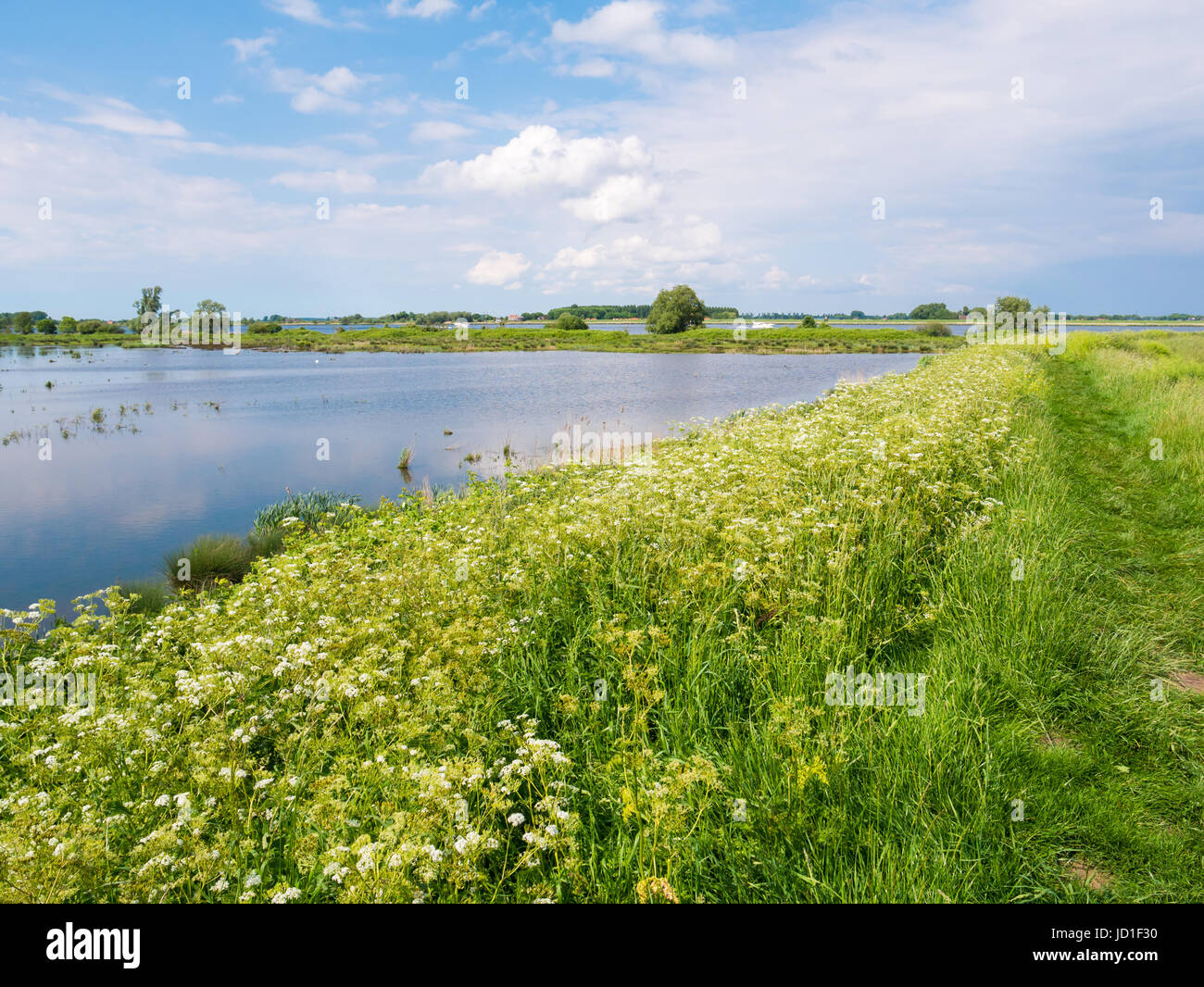 Polder landscape with dike, flowers, grass and marshy wetland on Tiengemeten island in Haringvliet estuary, South Holland, Netherlands Stock Photo