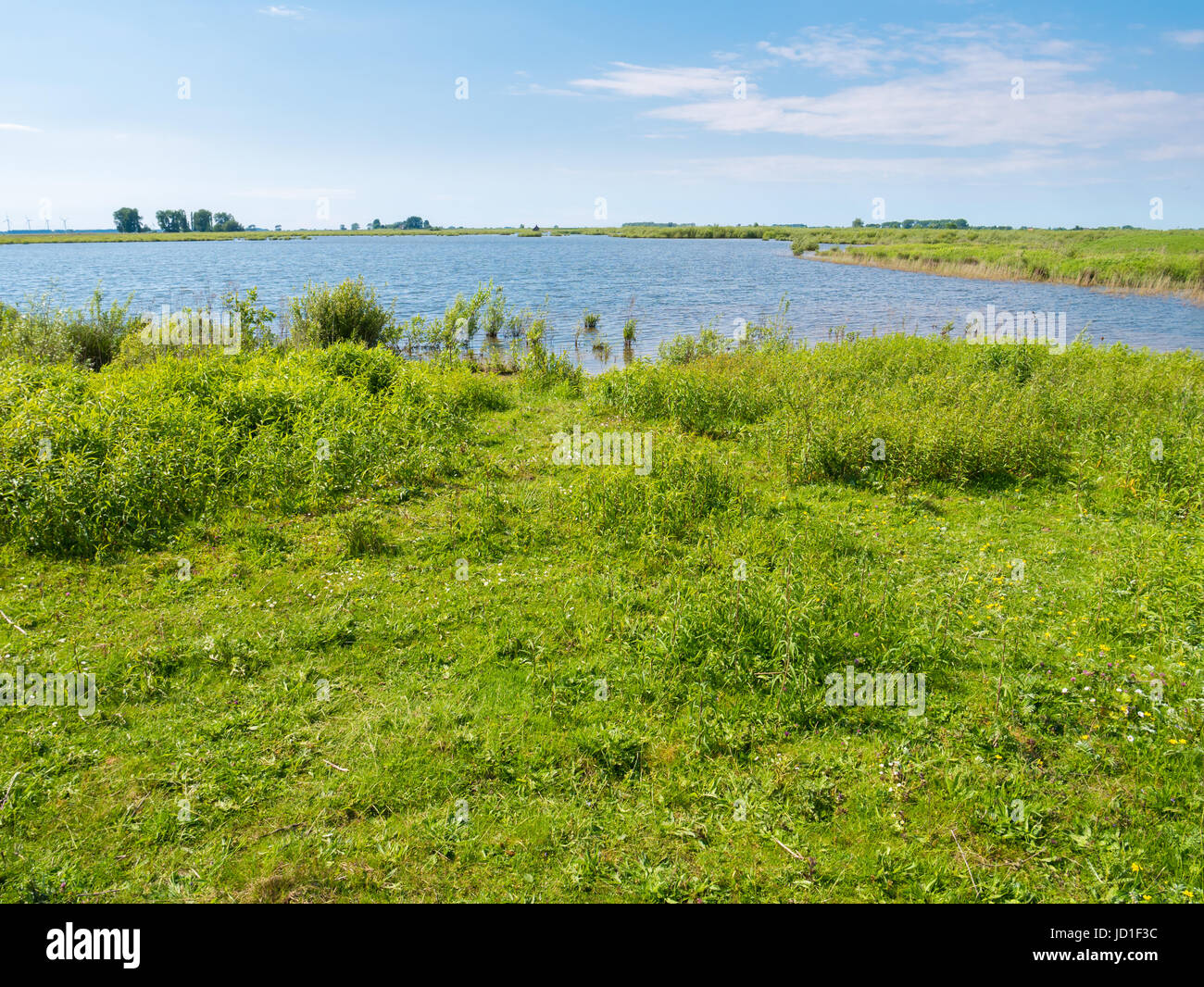 Landscape of polder with marsh and grass on Tiengemeten island in Haringvliet estuary, South Holland, Netherlands Stock Photo