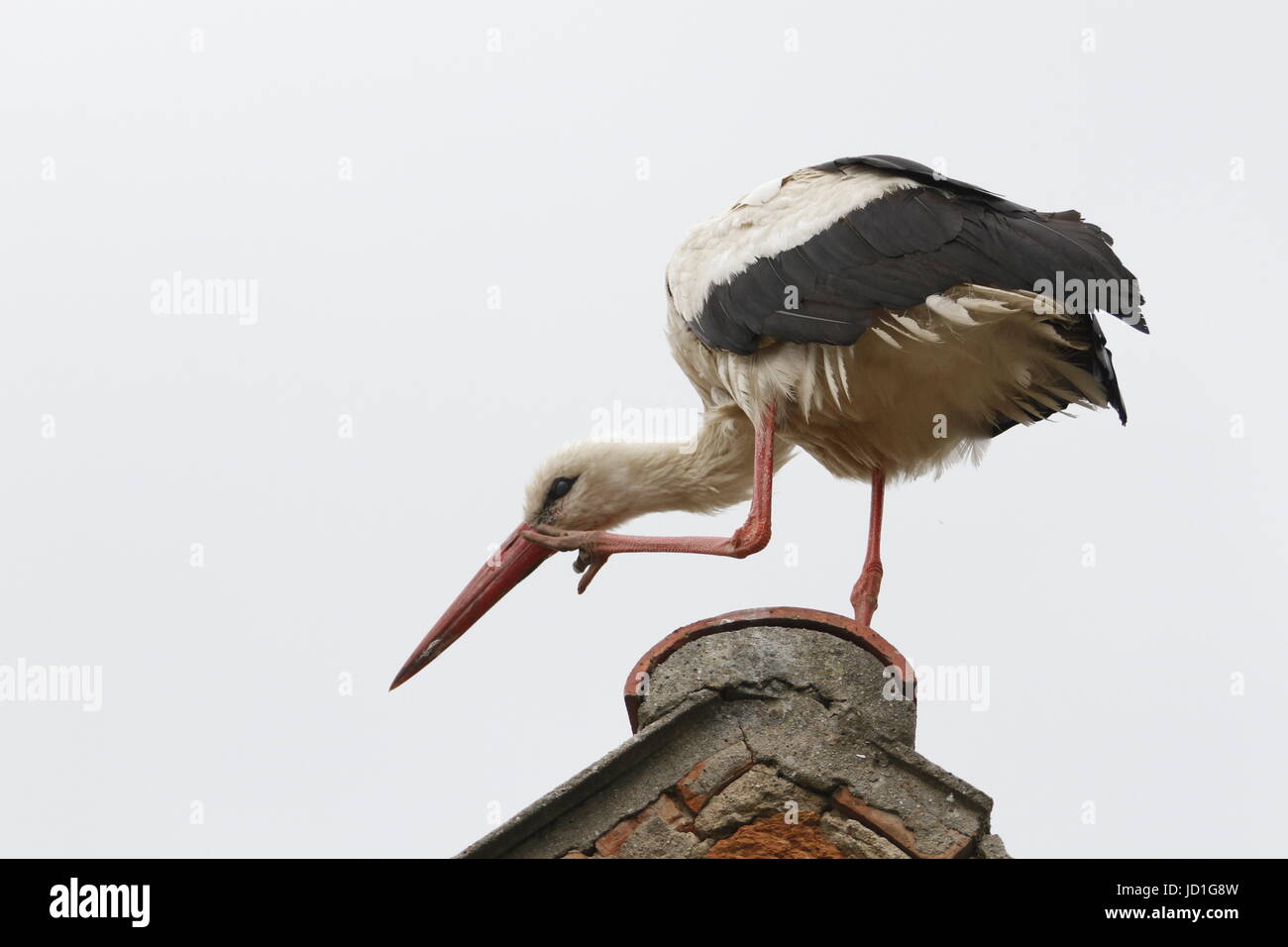 Ihlow, Dorf, Germany. 17th June, 2017. Stork on a roof in Ihlow in Oberbarnim in Germany Credit: Simone Kuhlmey/Pacific Press/Alamy Live News Stock Photo