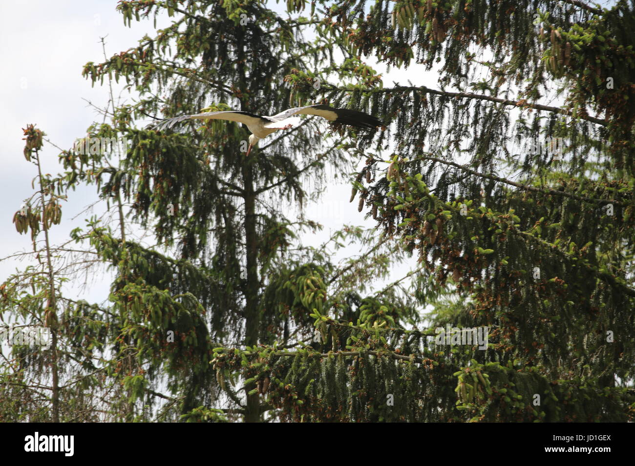 Ihlow, Dorf, Germany. 17th June, 2017. Storch in flight in Ihlow in Oberbarnim in Germany. Credit: Simone Kuhlmey/Pacific Press/Alamy Live News Stock Photo
