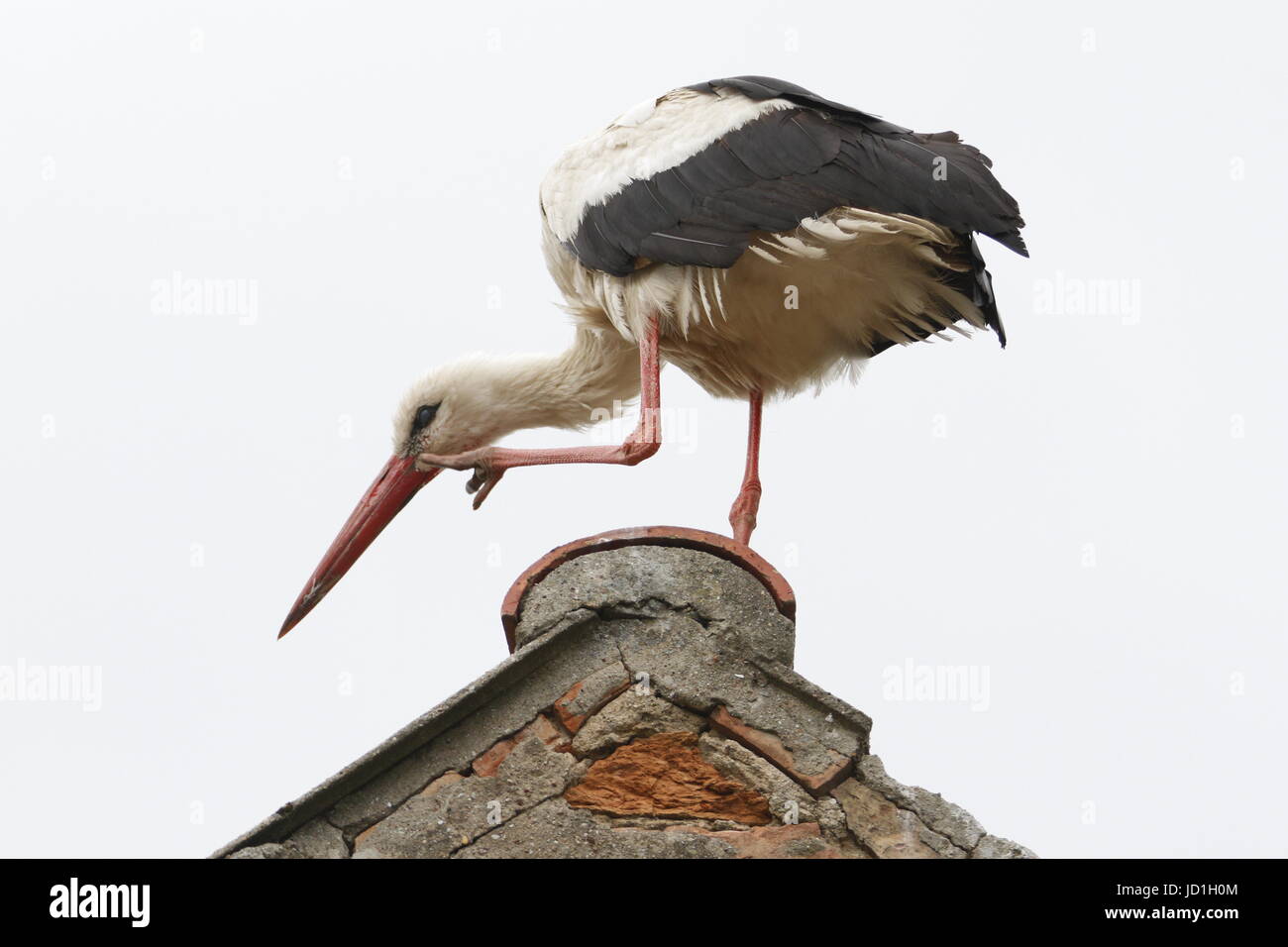 Ihlow, Dorf, Germany. 17th June, 2017. Stork on a roof in Ihlow in Oberbarnim in Germany Credit: Simone Kuhlmey/Pacific Press/Alamy Live News Stock Photo