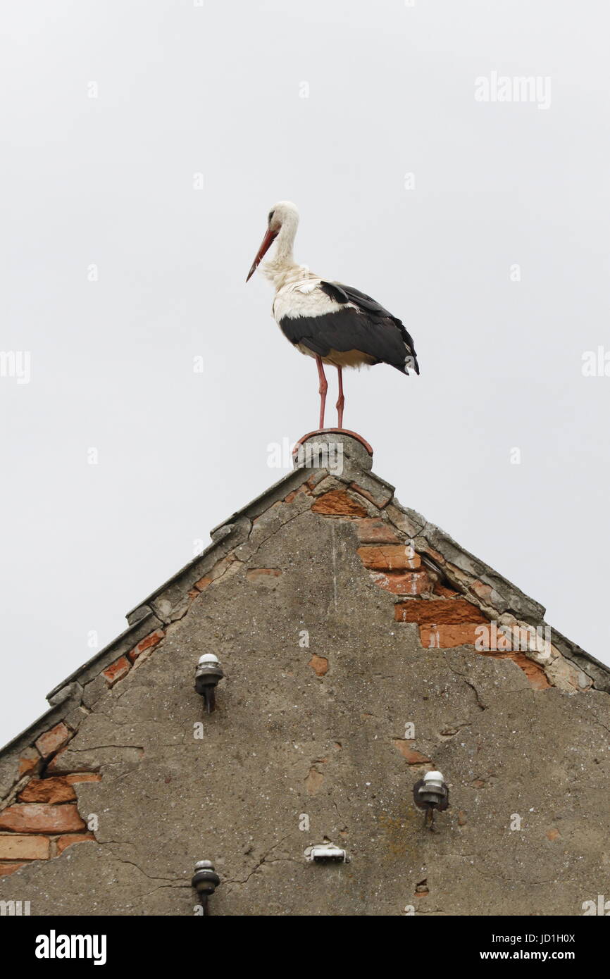 Ihlow, Dorf, Germany. 17th June, 2017. Stork on a roof in Ihlow in Oberbarnim in Germany Credit: Simone Kuhlmey/Pacific Press/Alamy Live News Stock Photo