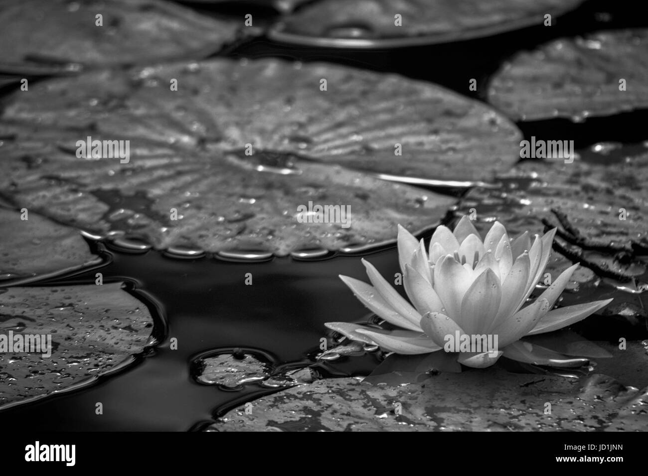 lily pad (Nymphaea odorata Aiton) with rain drops Stock Photo