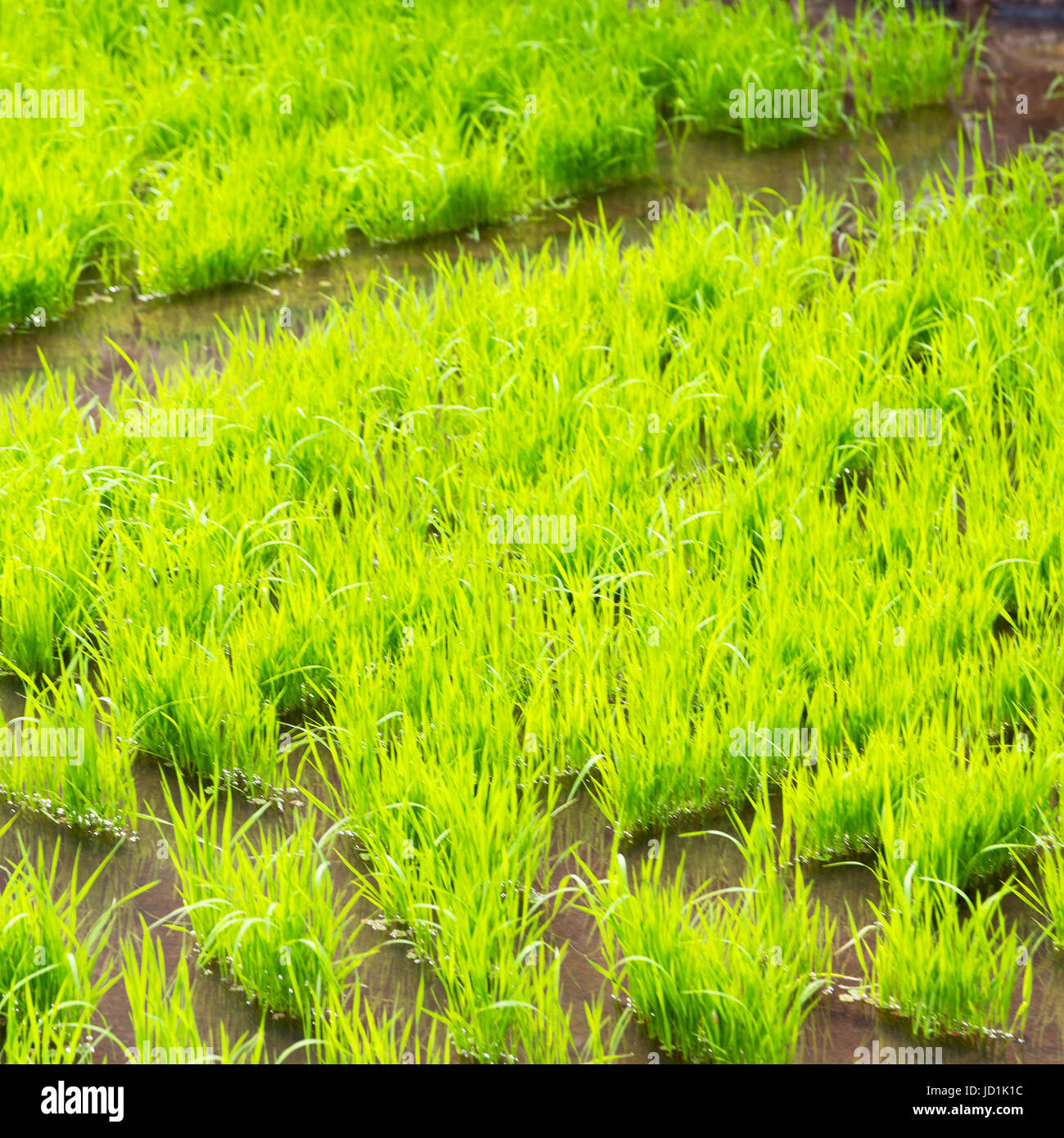 blur in philippines close up of a rice cereal cultivation field Stock ...