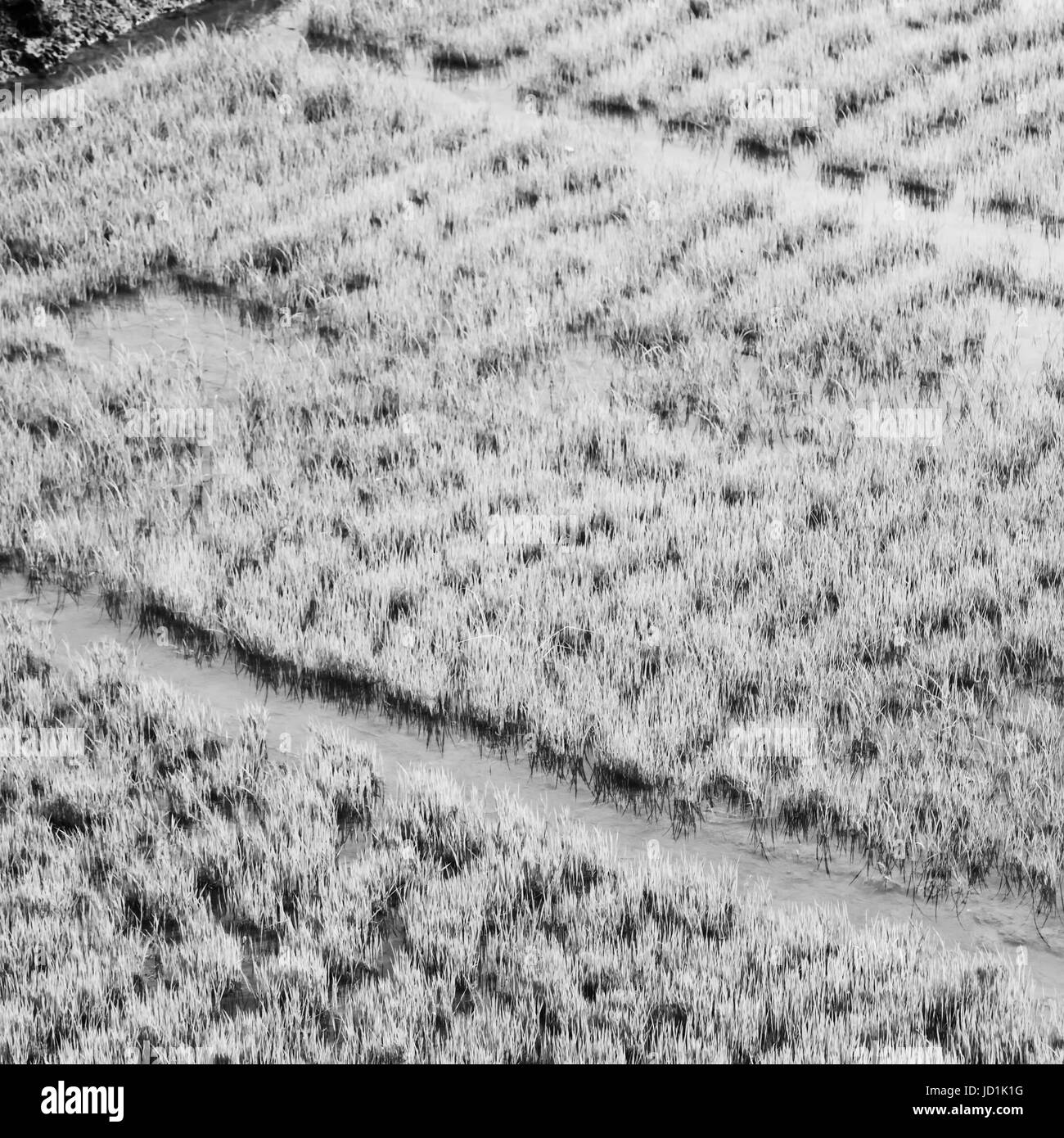 blur  in   philippines  close up of a rice cereal cultivation field Stock Photo