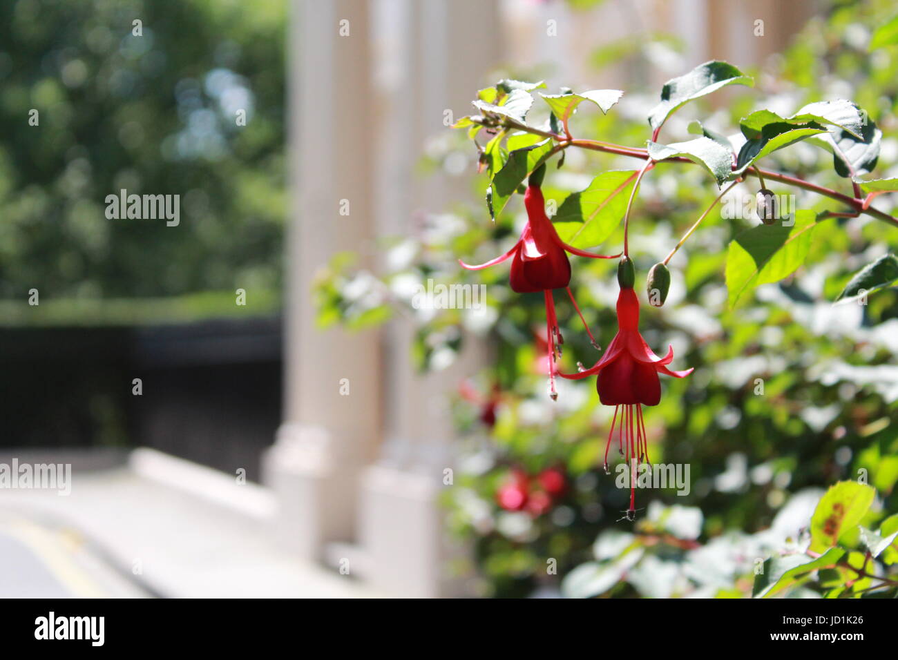 Fuchsia buds in front of townhouse Stock Photo