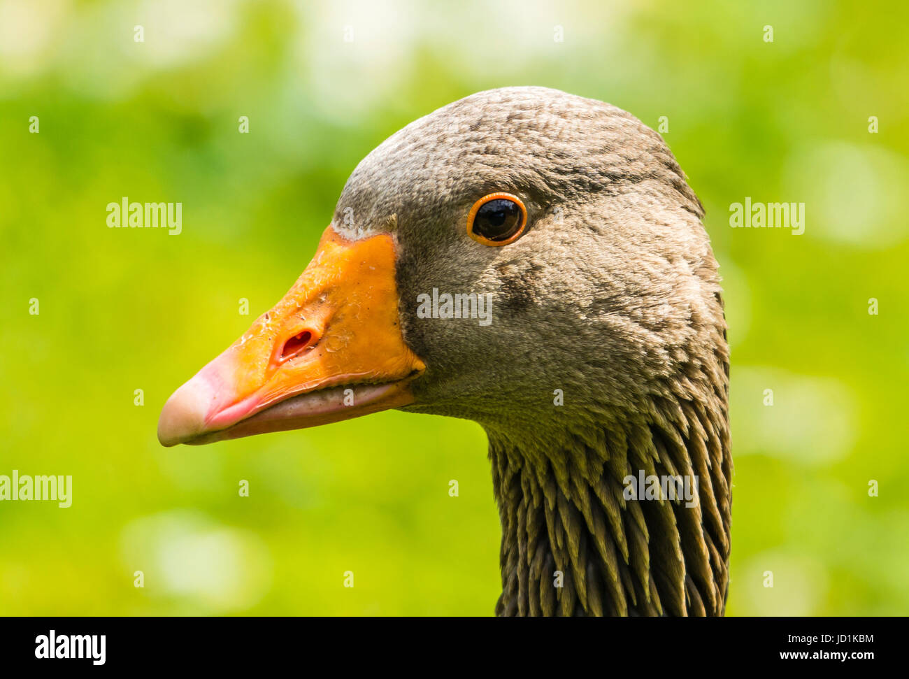 greylag-goose-on-the-york-university-campus-york-uk-stock-photo-alamy