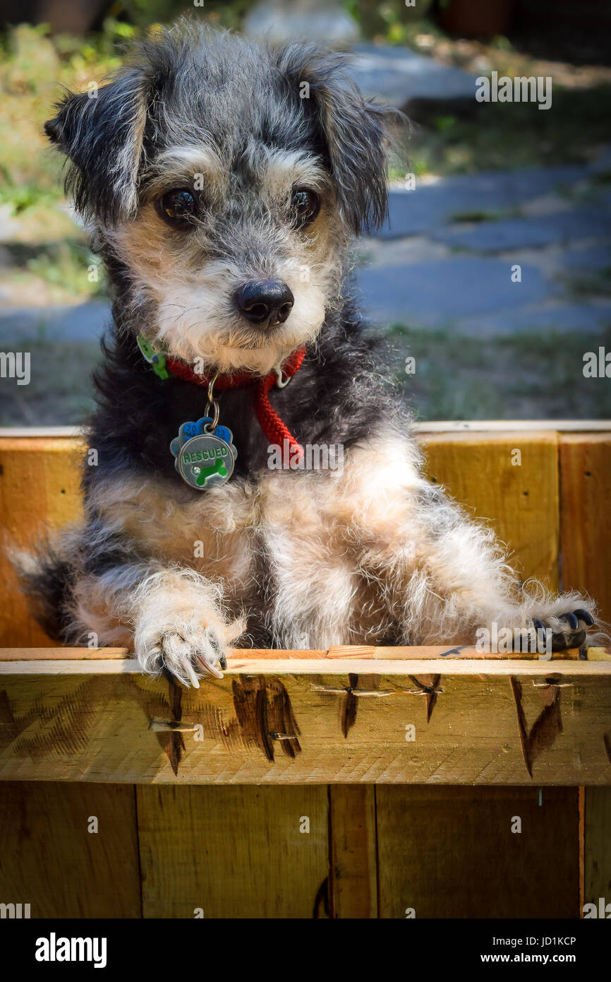 Cute rescue puppy posing in a pallet wood crate Stock Photo - Alamy