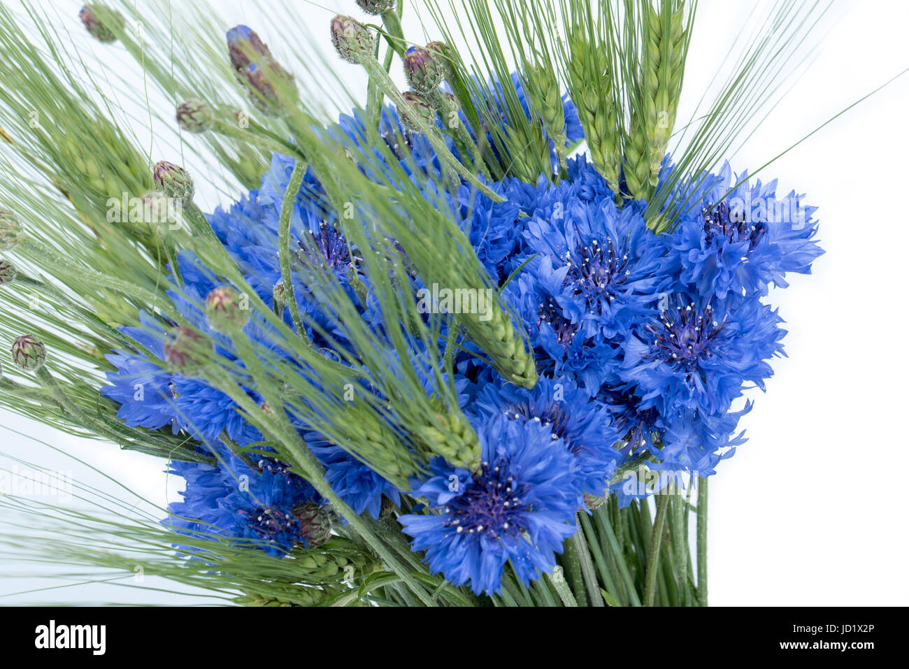 Bouquet of cornflower and green ears. Blue summer meadow flowers and