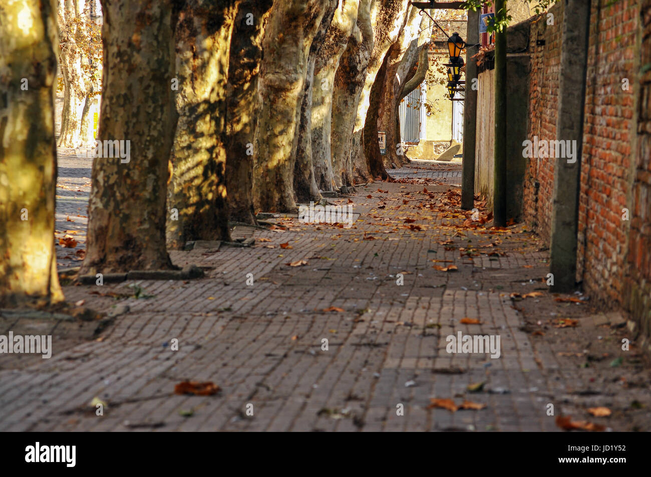 colonial, old, uruguay, street, road, fall, autumn, travel, tree, stone, wall, Stock Photo