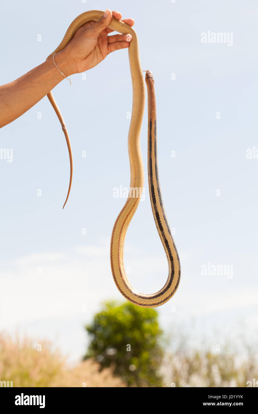 a man catch snake by hand Stock Photo Alamy