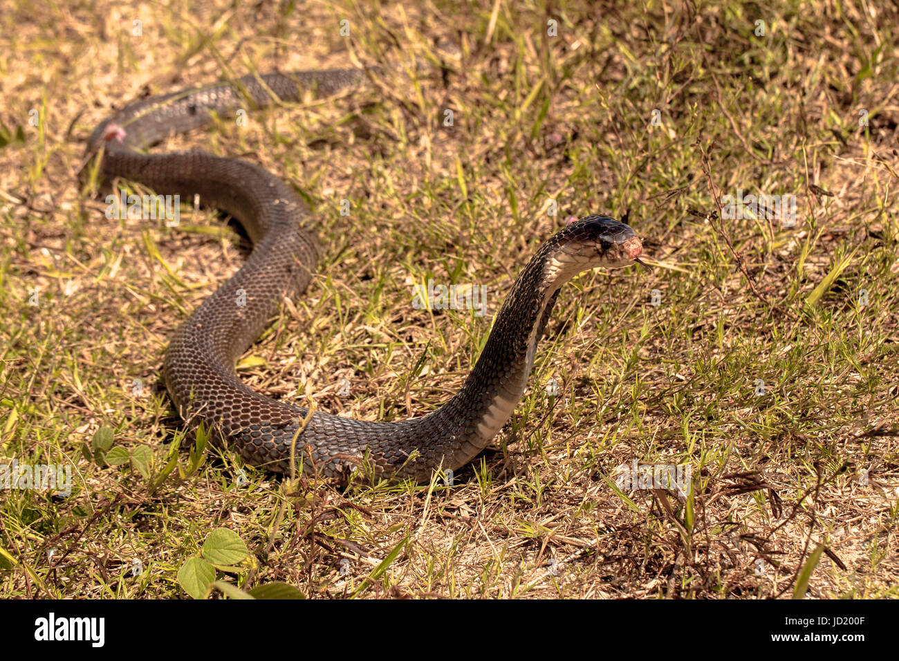 cobra snakes slither in the grass Stock Photo Alamy