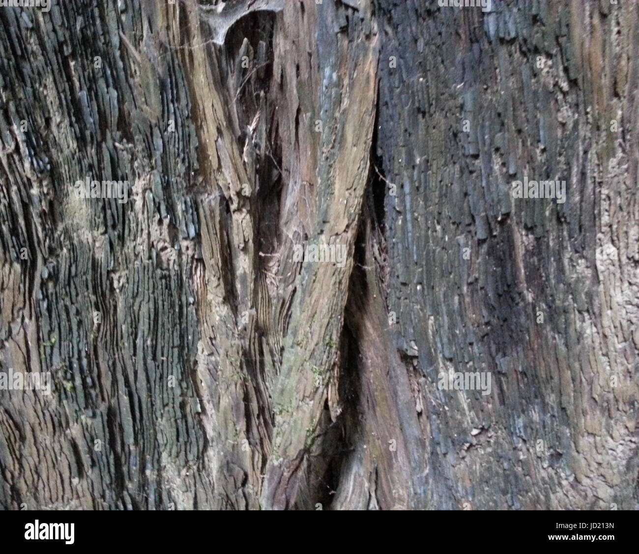 Lightning struck wood hires stock photography and images Alamy