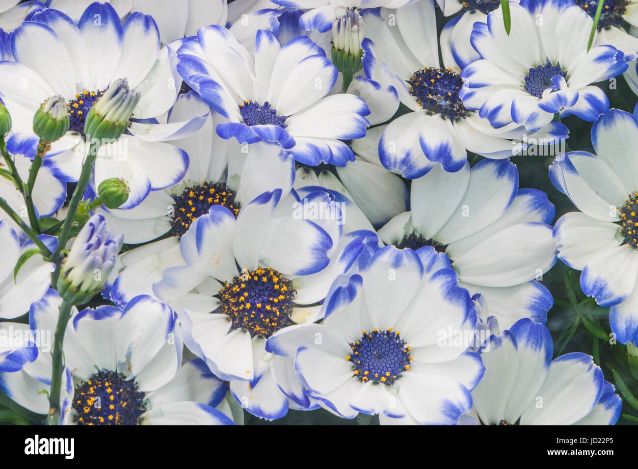 Florist's Cineraria, (Pericallis x hybrida), at  Butchart Gardens in Victoria, British Columbia, Canada. Stock Photo