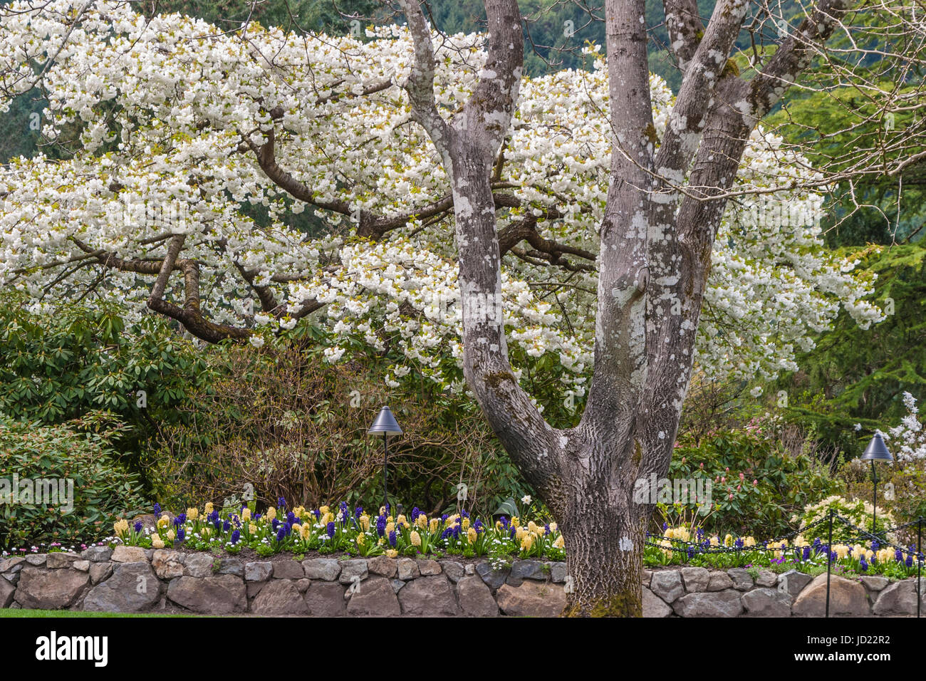 Flowering trees at Butchart Gardens in Victoria, British Columbia