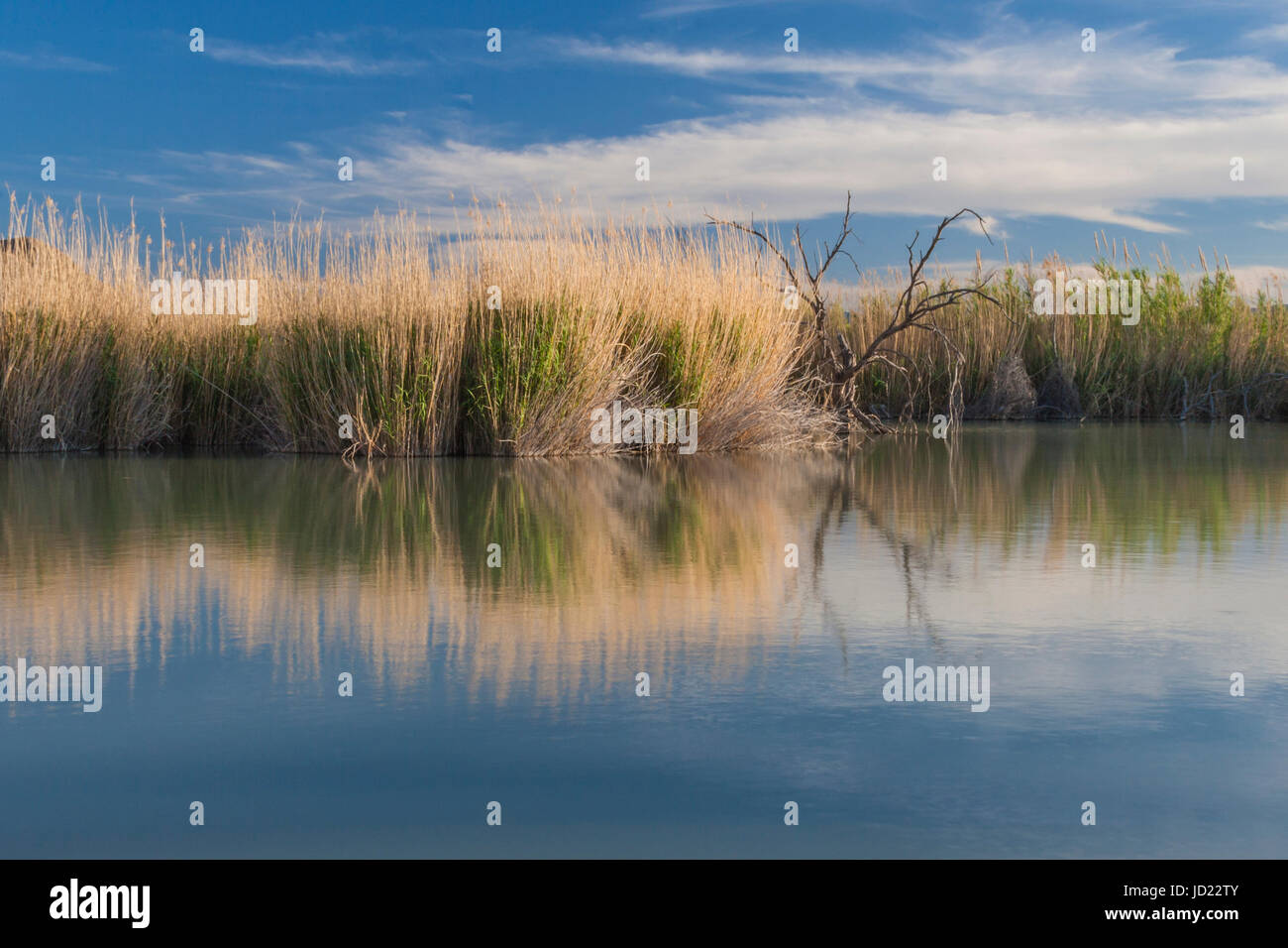 Texas national parks and wildlife hi-res stock photography and images ...