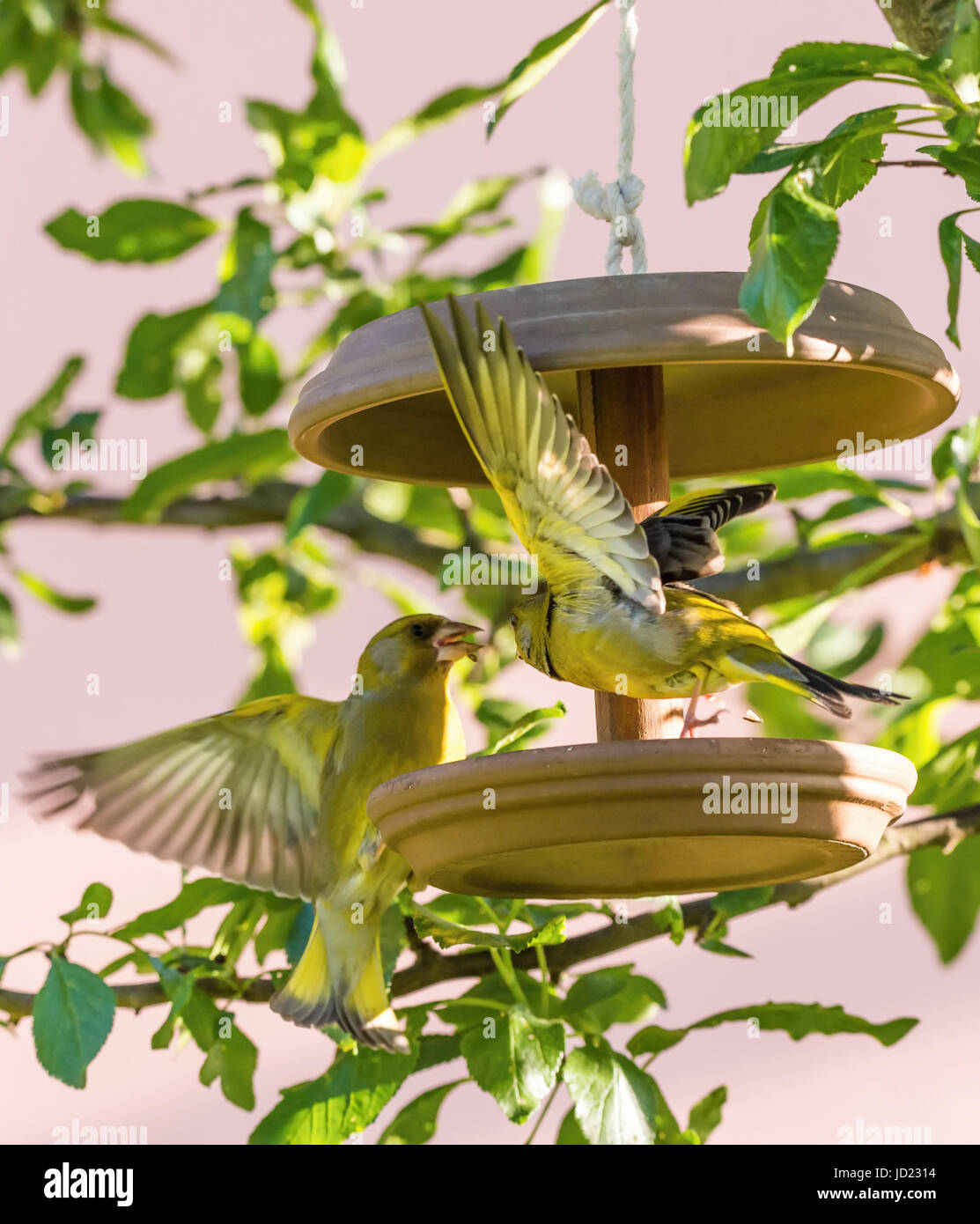 Vertical photo of two male songbirds European Greenfinch with nice yellow / green feathers which are fighting for seeds on brown feeder which is place Stock Photo