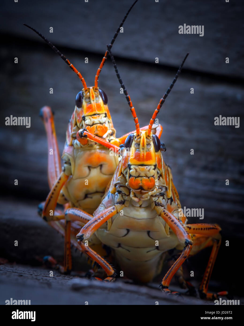 A pair of Lubber Grasshoppers caught in a somewhat compromising position in the Florida Everglades. Stock Photo