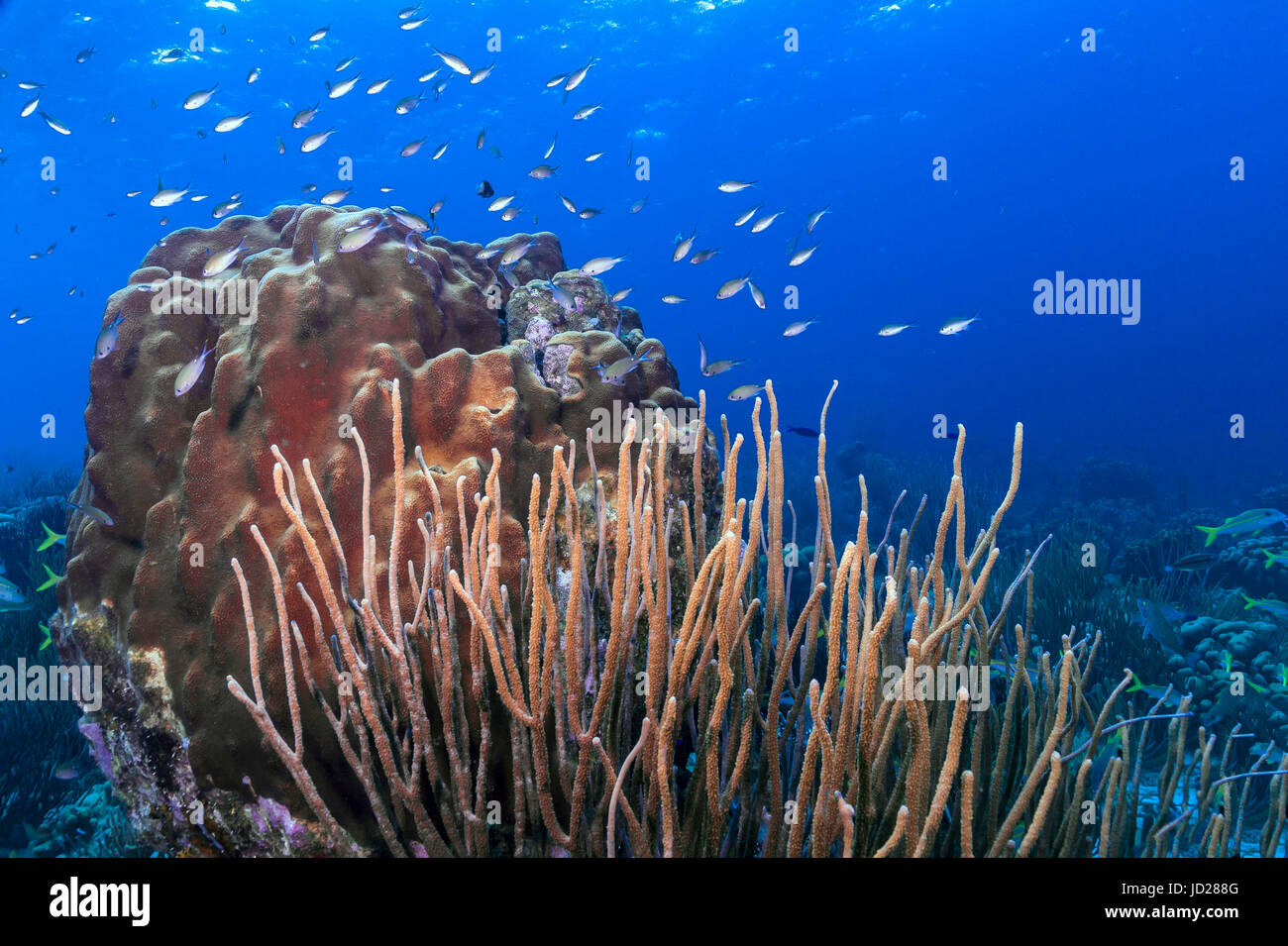 Coral reef underwater off the boast of the island of Bonaire Stock Photo