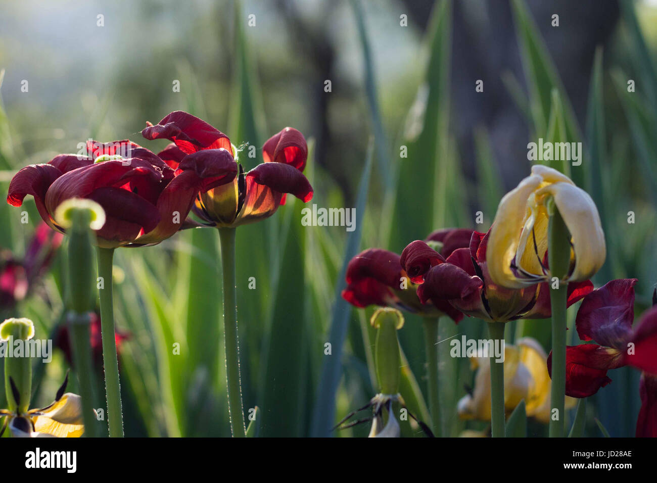 Dry Tulips in the Sunset Stock Photo Alamy